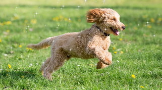 Pet Astrology: come sarà giugno per il tuo cane