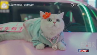 Mao Mao, gatto influencer da 600 euro a servizio