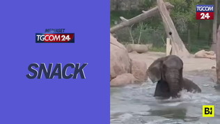 Tuffo in piscina per l'elefante LouLou