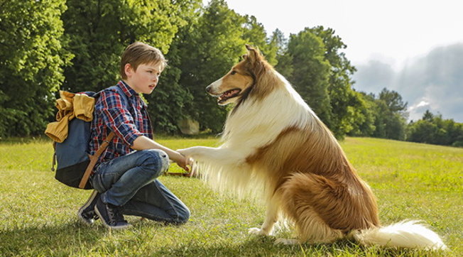 "Lassie torna a casa" a quasi 80 anni dalla prima apparizione: al cinema la nuova versione