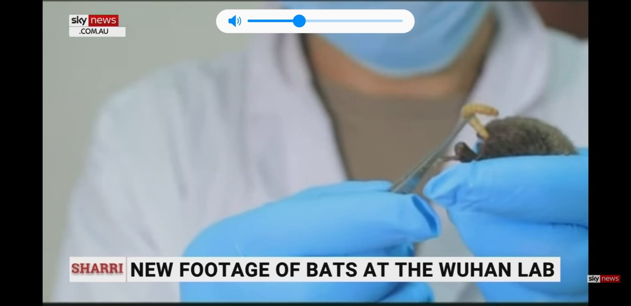 Pipistrelli vivi nel laboratorio di Wuhan, le prove in un servizio tv