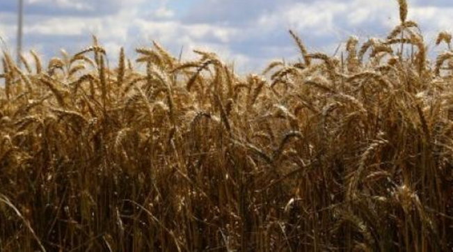 Travolto dal grano appena trebbiato, muore bambino di 10 anni nel