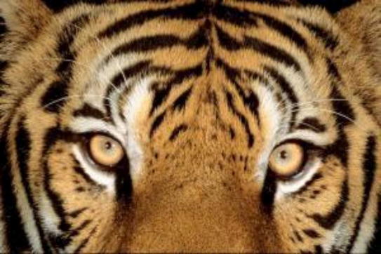 tigri tigre