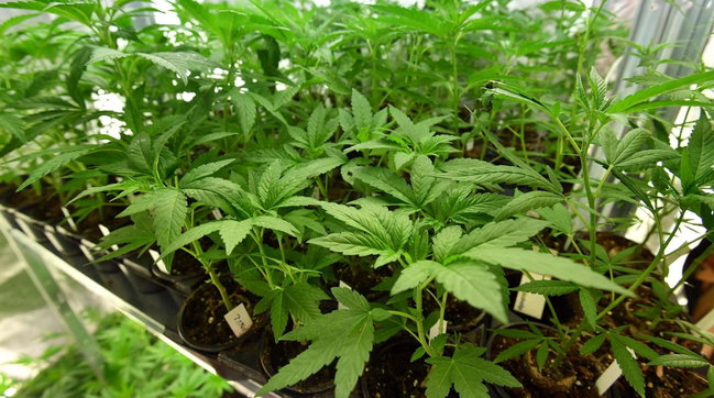 cannabis negozio milano