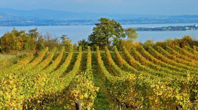 lombardia, garda, moniga, rosé, vini