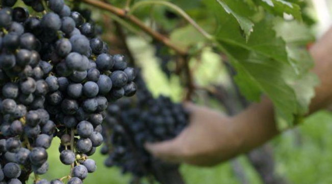 vendemmia uva