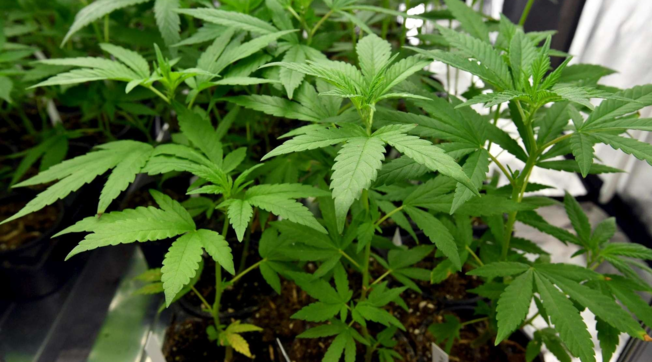 cannabis negozio milano