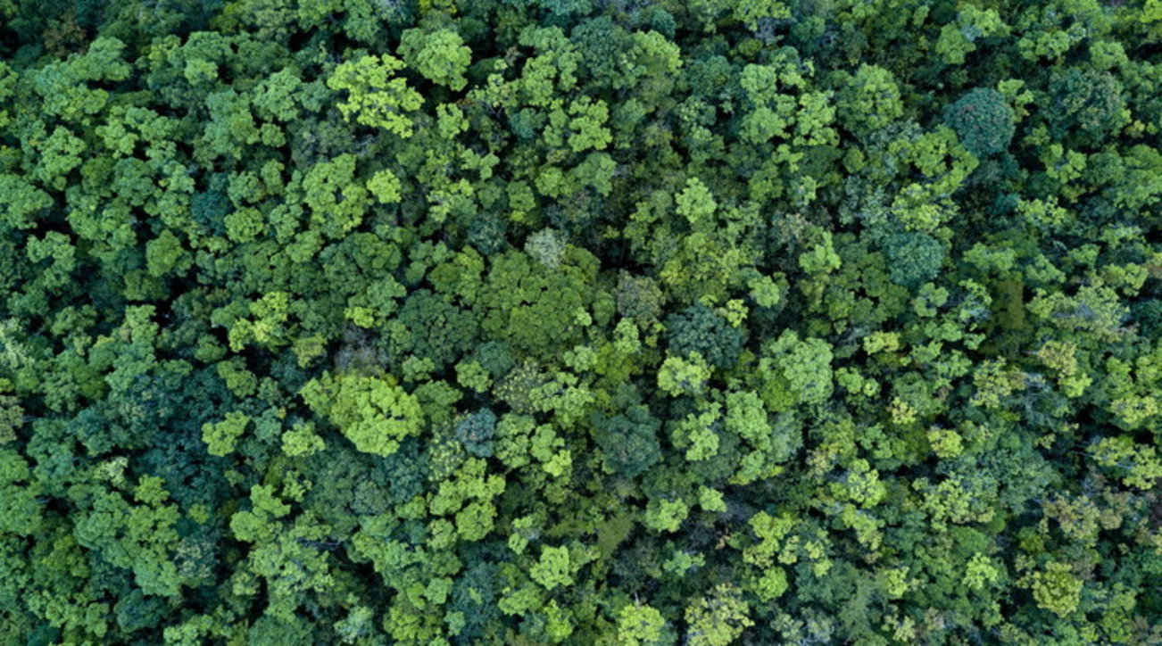 Cop26 Accordo Raggiunto A Glasgow Stop Alla Deforestazione Entro Il 2030