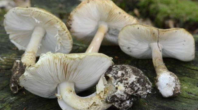 funghi velenosi, Amanita Phalloides