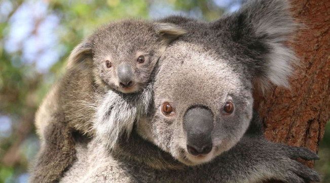 koala
