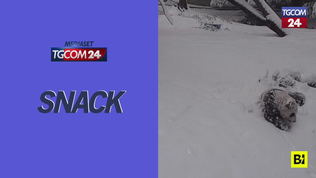 Rotola, rotola... il cucciolo di panda gioca nella neve