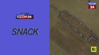 Germania, per la campagna vaccinale anti Covid scendono in campo 700 pecore