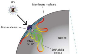 Aids, contagiò la compagna che poi morì: condannato a 22 anni di carcere