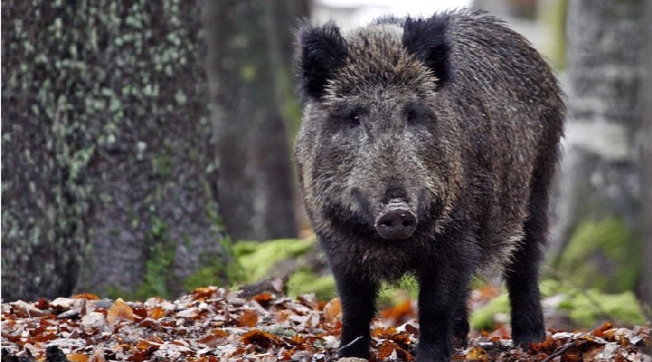 cinghiale