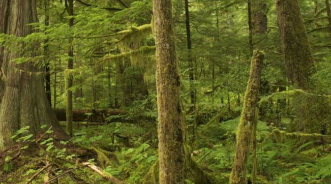 foreste,deforestazione,scimmie,leopardo,alberi,bosco