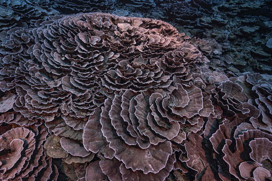 Scoperta nuova barriera corallina a Tahiti