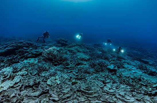 Scoperta nuova barriera corallina a Tahiti