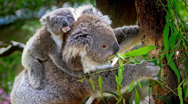 Koala Australia