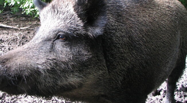 Cinghiale