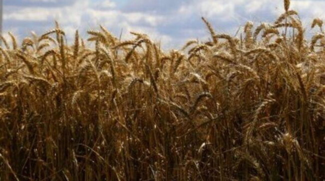 eolico, energie rinnovabili, vento, grano