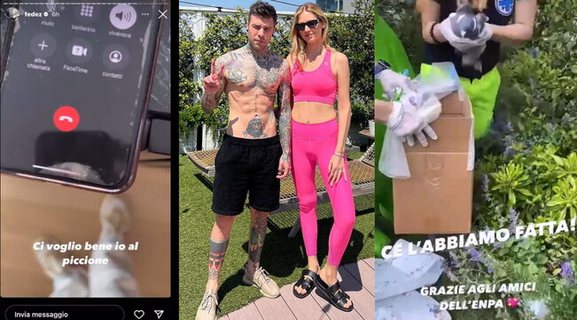 fedez piccione