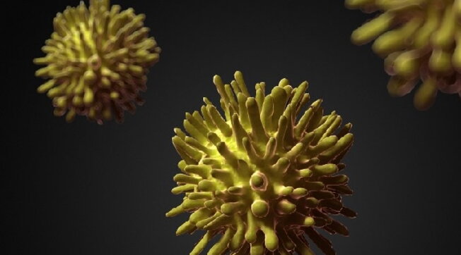 epatite c virus