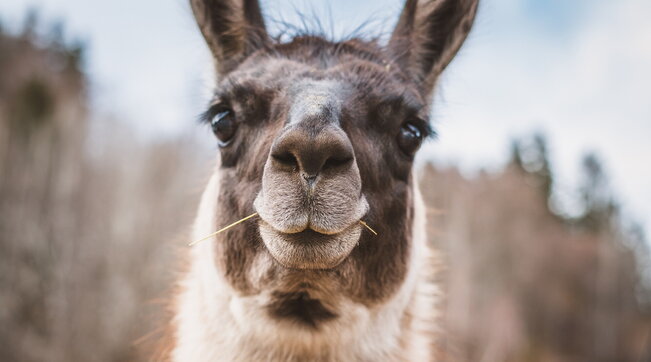 lama