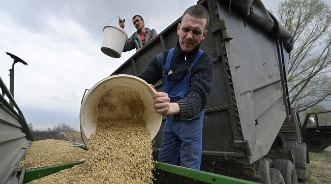 crisi in ucraina, guerra, agricoltura, semina, campagna, contadini, fao, grano