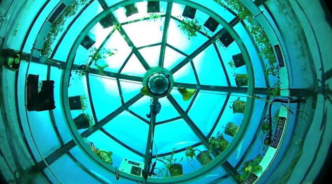 Nemo’s Garden: orti in fondo al mare