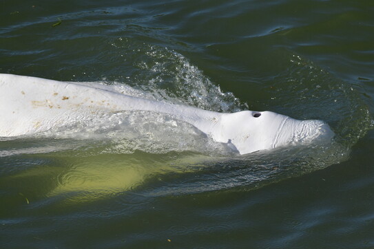beluga senna