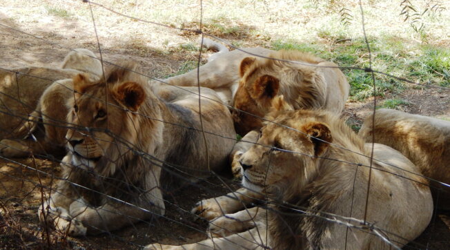 Humane society international: il 68% dei cittadini sudafricani dice no alla caccia al trofeo di animali selvatici