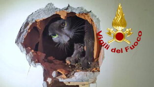 Cucù! Il gatto sbuca... dal muro della cucina di un condominio nel Padovano