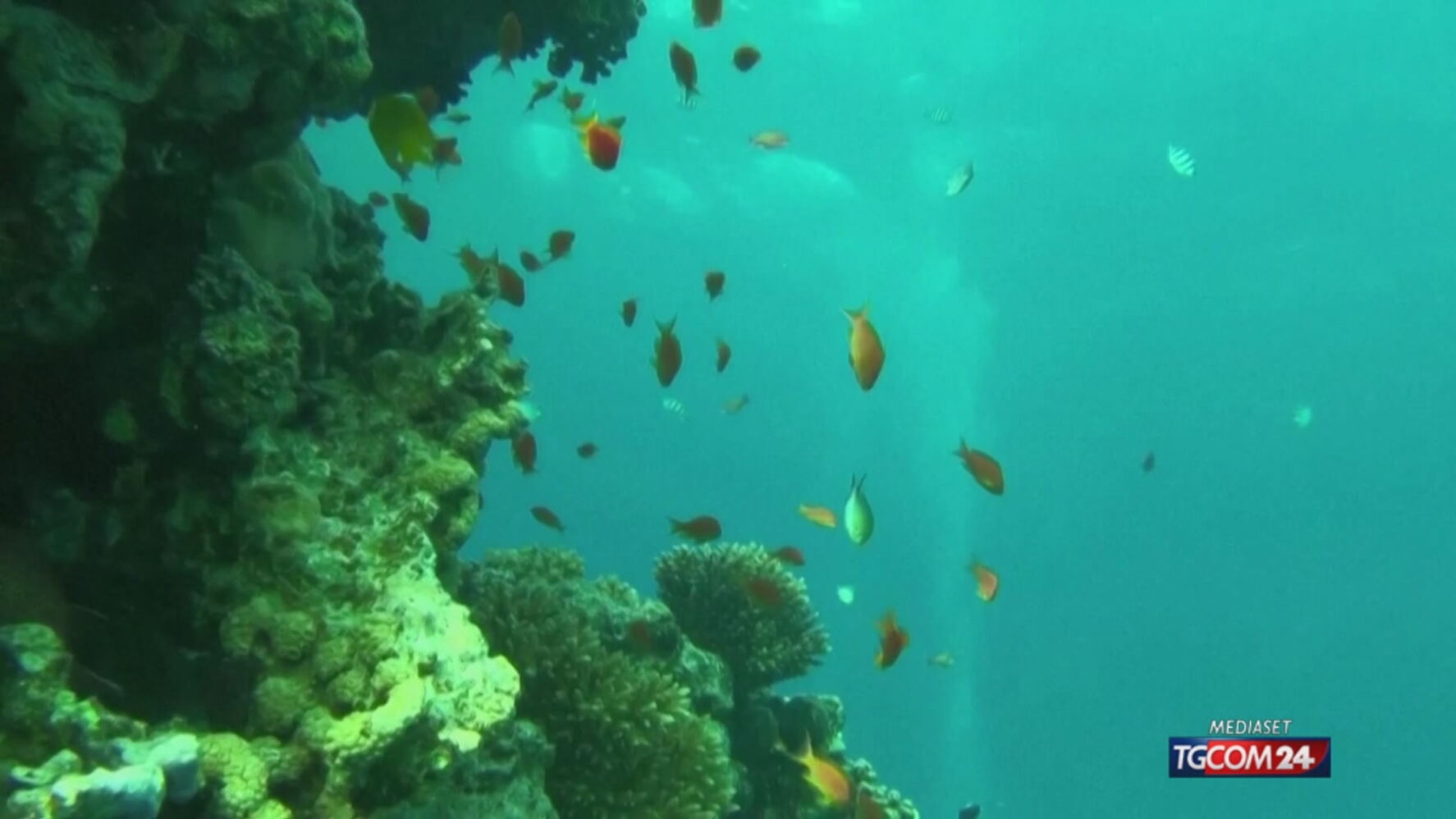 Generatore Di Flusso Casuale (RFG) A COLORI Di REEF-PRINT - Foto 4