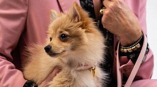 Pitti Uomo: per la prima volta, la moda e gli accessori per cani 