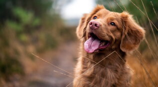 "Leishmania Free": il progetto per il bene del Pianeta e degli animali