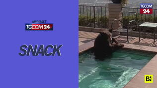 California, clima torrido: l'orso si mette in piscina