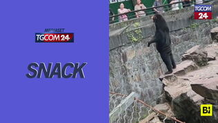 L'orso "troppo umano", un video cerca di svelare il mistero