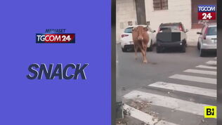 Bovino si aggira per le strade di Roma