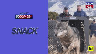 Il Colorado vuole i lupi, liberati i primi 5 esemplari sulle Montagne Rocciose