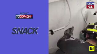 Resta incastrato in un'intercapedine nel muro, gatto liberato dai pompieri