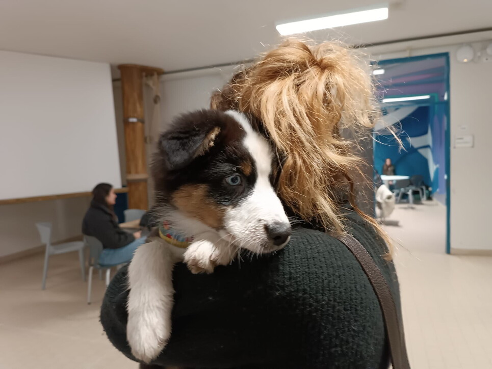 Florence, Prof müdürün onayıyla köpeği okula getiriyor