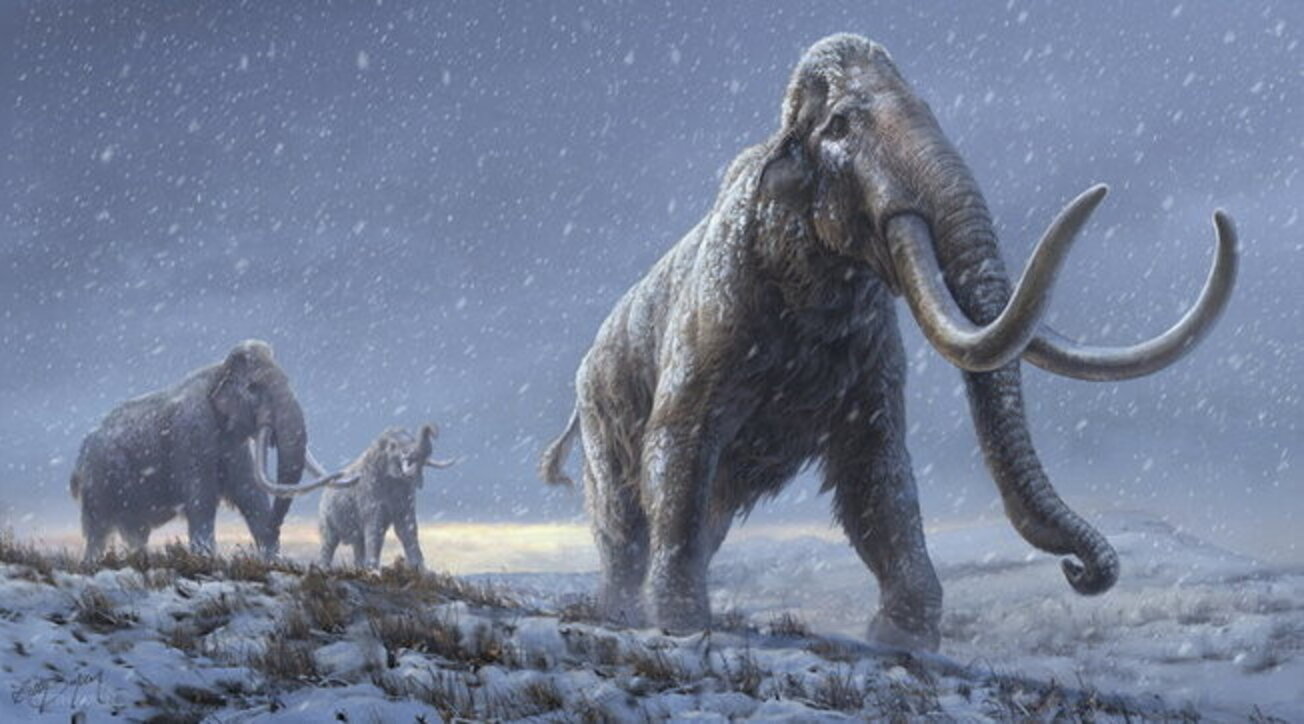 14 bin yıl öncesine ait mamut Elma'nın uzun yolculuğu yeniden canlandırıldı