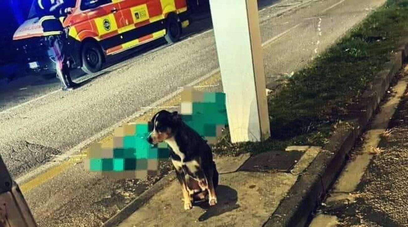 Conegliano (Treviso), ezildikten sonra ölen sahibine bakan köpek