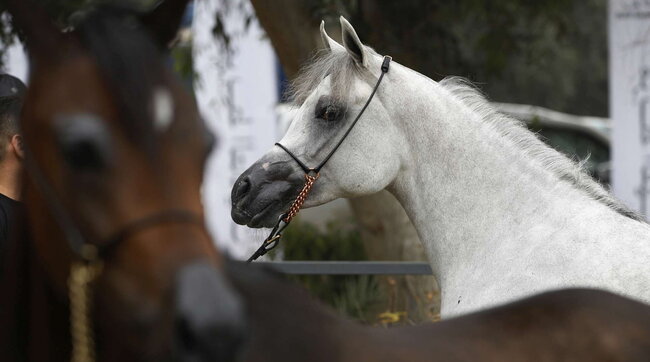 Reggio Emilia, morta la 13enne colpita dal calcio di un cavallo - foto 1