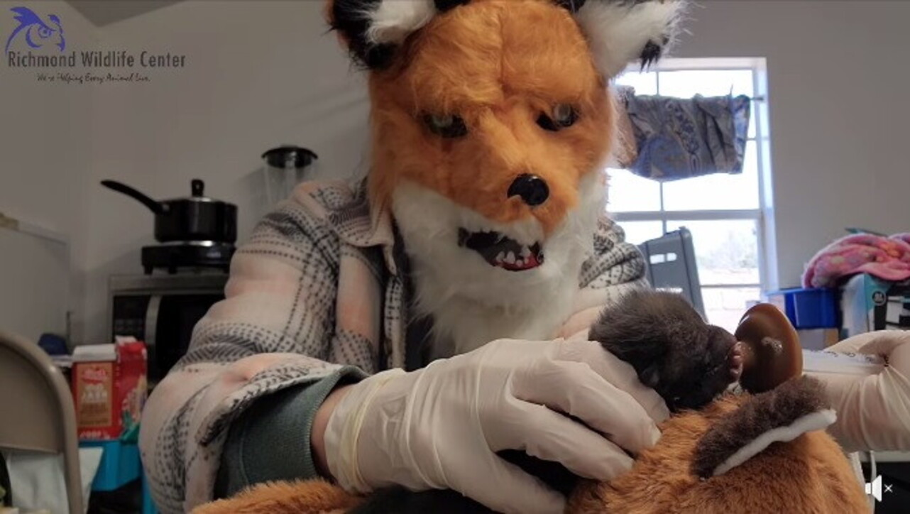 Fotogallery - Usa, veterinaria si traveste da volpe rossa per allattare un cucciolo - foto 1