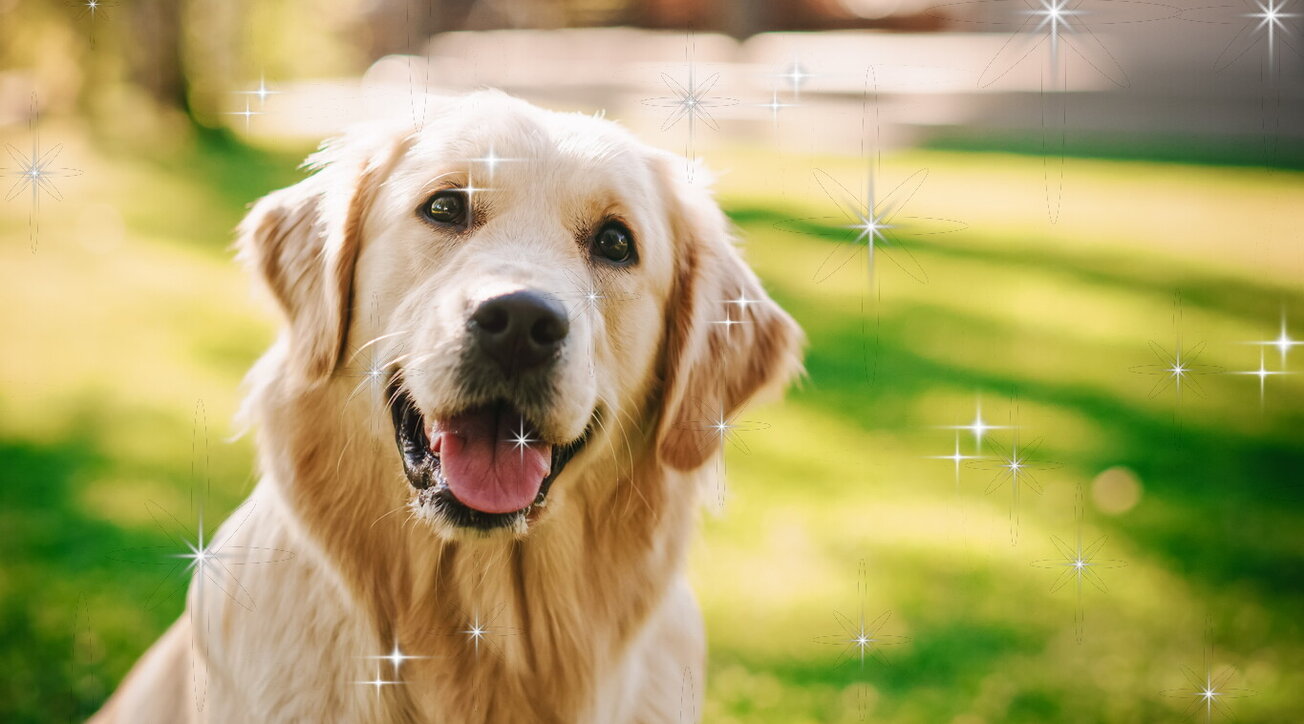 Evcil Hayvan Astrolojisi: Köpek için Burçlar ve Mayıs Ayının Yıldızları