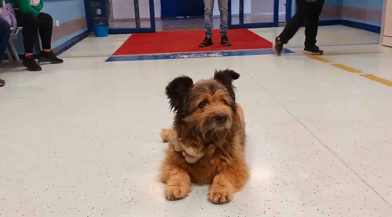 Perugia adlı köpek sahibini saatlerce acil serviste bekliyor