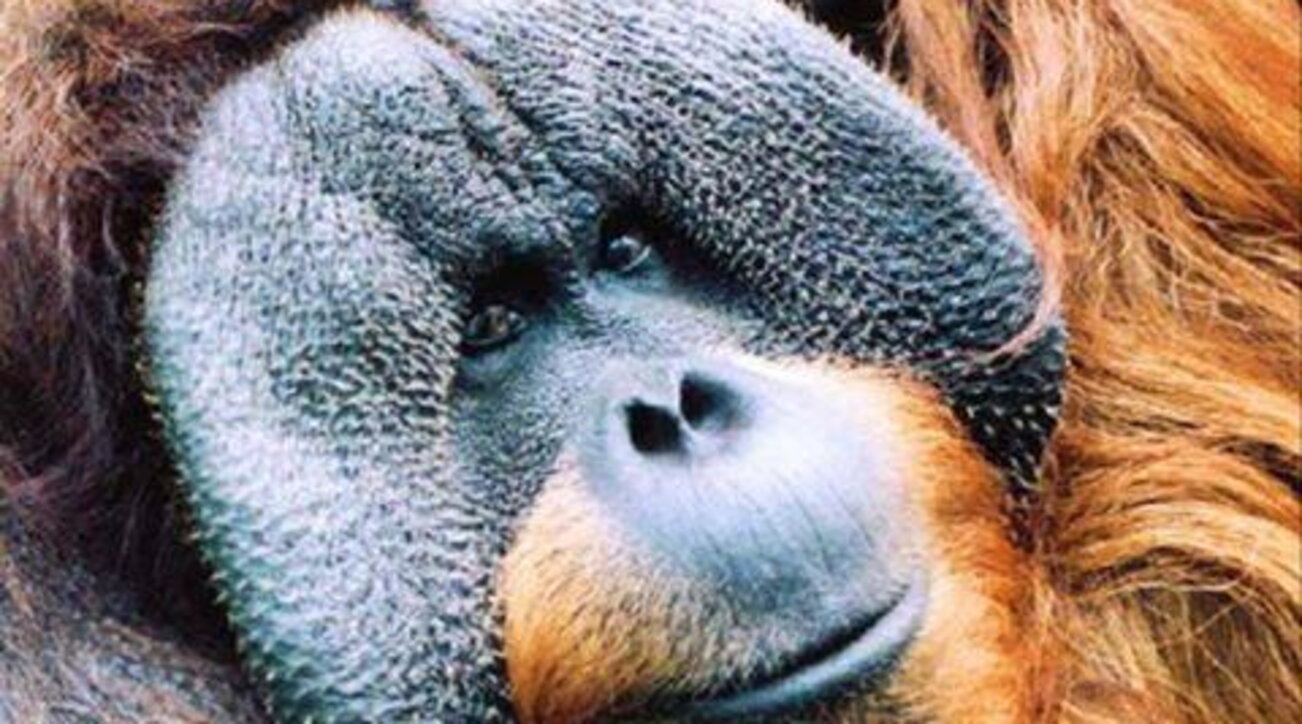 Bir orangutan yarasını şifalı bitkilerle iyileştirdiğini gözlemledi: ilk hayvan