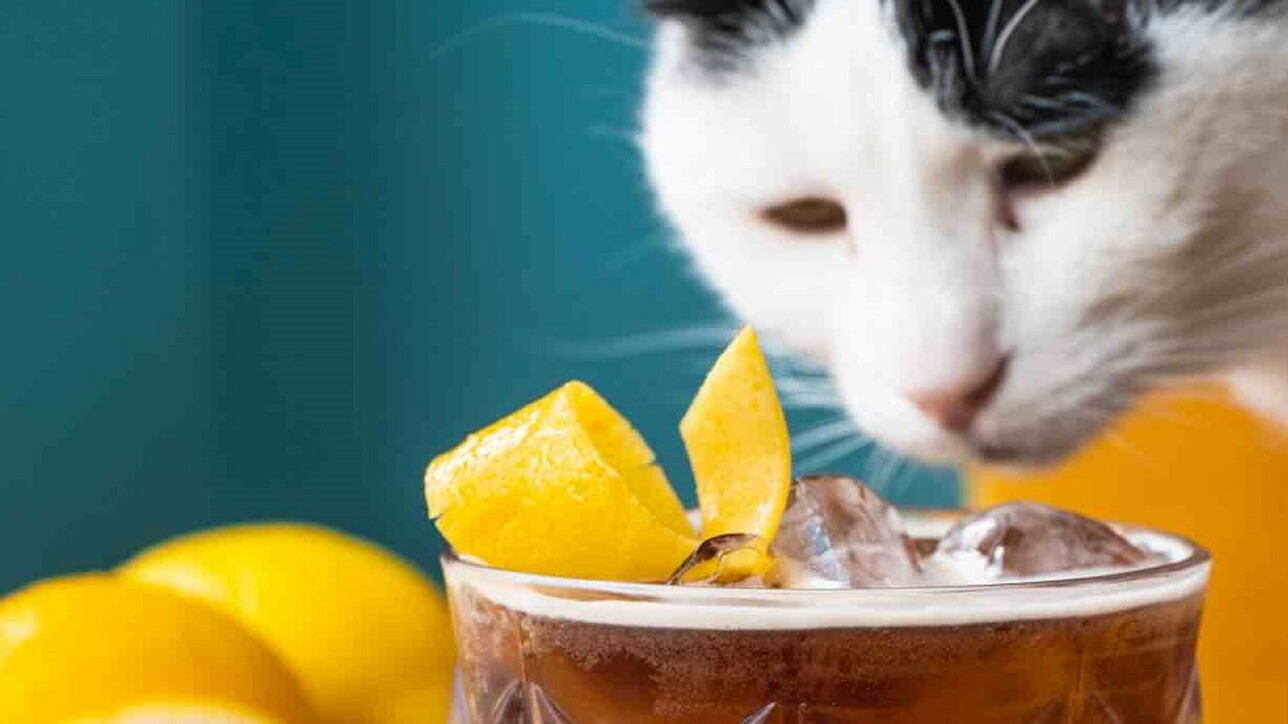 Milan, Crazy Cat Café “Birlikte Mutlu” geri dönüyor: kedilerle ilgili olaylar