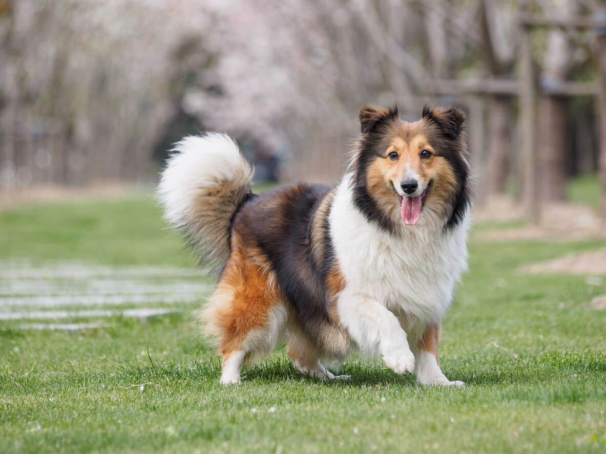 Evcil Hayvan Astrolojisi: Köpeğiniz için Haziran Burcu